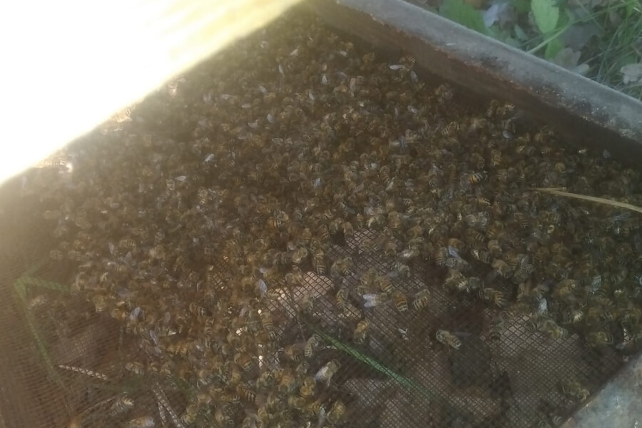 На Чернігівщині виявили масовий мор бджіл